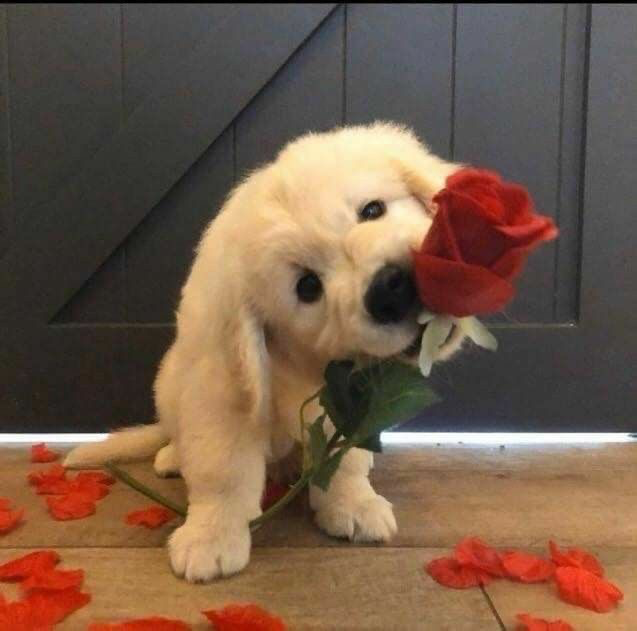 Toward more Vtuber assets