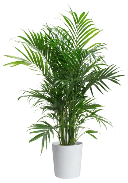 Costa Farms Cat Palm, Chamaedorea Palm Tree, Live Indoor Plant, 3 to 4-Feet Tall, Ships with Décor Planter, Fresh From Our Farm, Excellent Gift