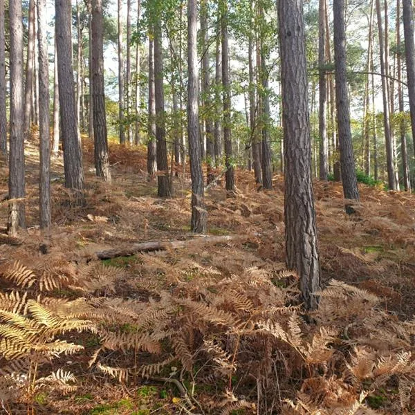 3 acres of Woodland , Churt, Surrey, GU10 2JN - UKLandandFarms.co.uk