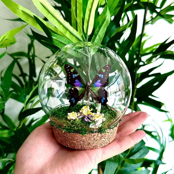 Preserved Purple Spotted Swallowtail Butterfly In Glass Dome