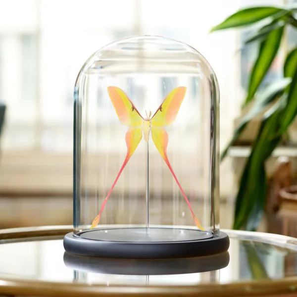 Male Chinese Moon Moth in Glass Dome with Wooden Base (Actias dubernardi)