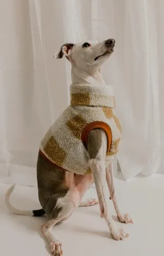 Honeycomb Teddy - Sleeveless Crop | Italian Greyhound / M