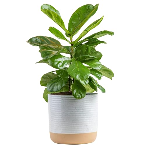 Costa Farms Fiddle Leaf Fig Tree, Ficus Lyrata, Live Indoor Plant in Modern Décor Planter Pot, Air Purifying Live Houseplant, Housewarming Gift, Birthday, Room, Home and Office Decor, 2-3 Feet Tall - Indoor Garden Plant Pot - 2-3 Feet Tall - Fiddle Leaf Fig Tree