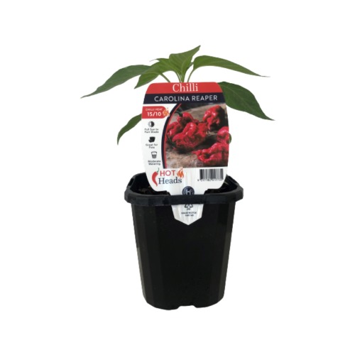 95mm Carolina Reaper - Chilli Hot Heads