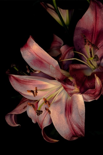 Buy me lilies! :)