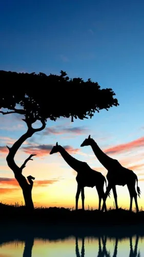 My dream vacation ✨️