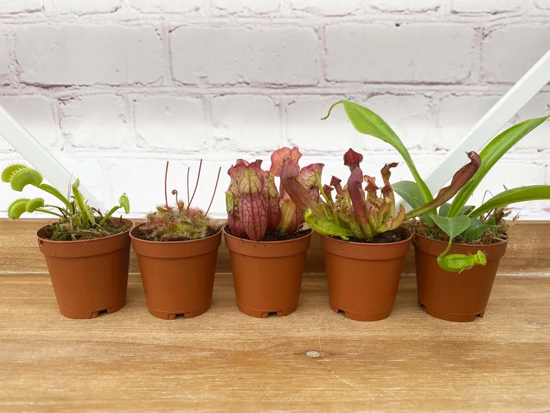 Carnivorous Plants