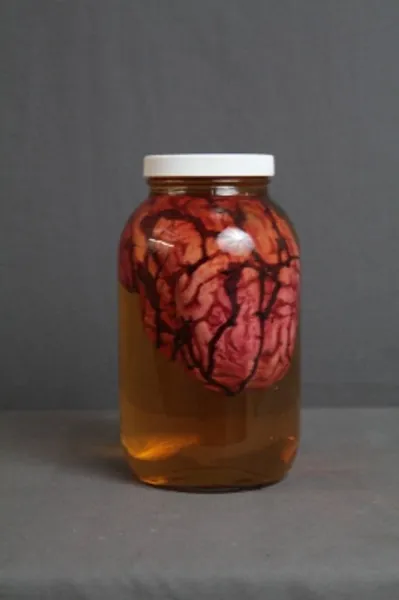 Medium Human Brain Prop