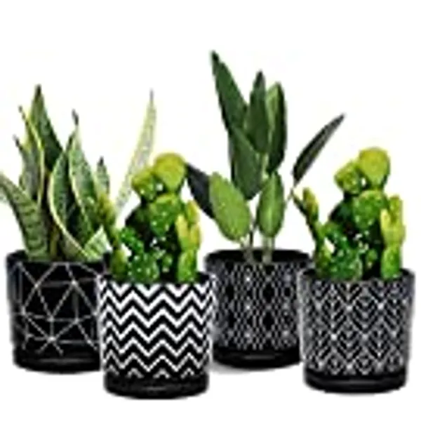 Ton Sin Flower Pots,5.5 Inch Black Ceramic Planter Pot with Drainage Hole,Indoor Cylinder Plant Pots with Saucer,Cactus Succulent Pots Outdoor Garden Pots Set of 4