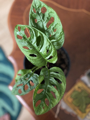 Monstera Adansonii Airplant