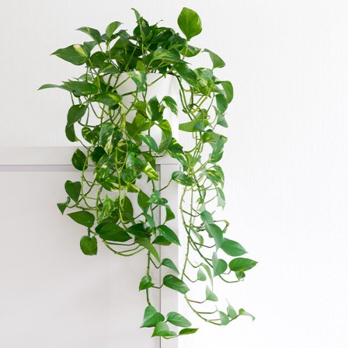 Golden Pothos | 6 Inch pot