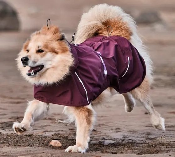 Dog raincoat.
