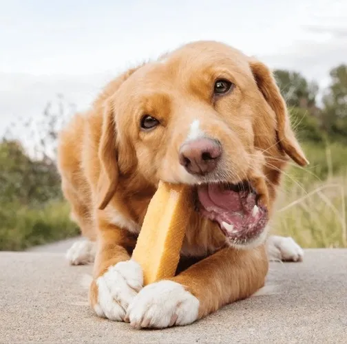 Himalayan Dog Chew
