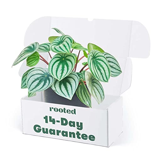 Rooted Watermelon Peperomia, Peperomia argyreia, Live, Live Indoor, Home Decor, Easy to Grow, Easy to Care and Low Maintenance Houseplant, 6 inch Pot