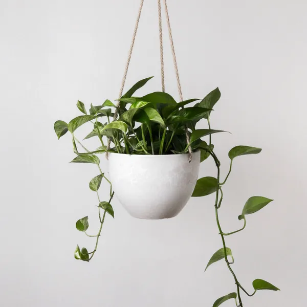 2 Hanging Planter Pots