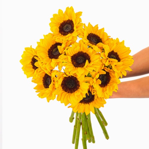 Sunflowers - Regular Shipping