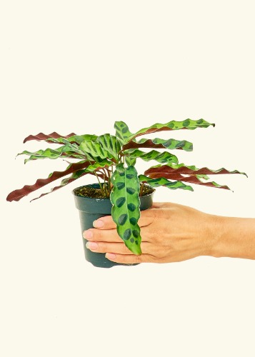 Calathea 'Rattlesnake', Small | Grow Pot / Assorted