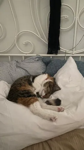 spoil my cat