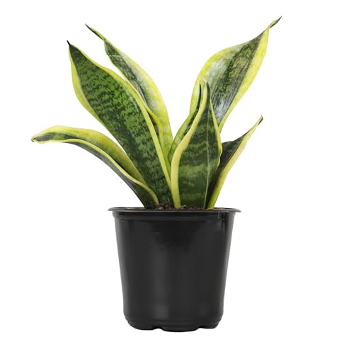 Live Snake Plant, Sansevieria trifasciata Superba, Fully Rooted Indoor House Plant in Pot, Mother in Law Tongue Sansevieria Plant, Potted Succulent Plant, Houseplant in Potting Soil by Plants for Pets - Standard Pot - Sansevieria Superba - Plants for Pets