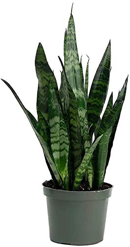 American Plant Exchange Sansevieria Zeylanica Easy Care Air Purifying Live House Plant, 6" Pot, 18-21 Inches, Green Leaf - Green Zeylanica - 6-Inch Pot