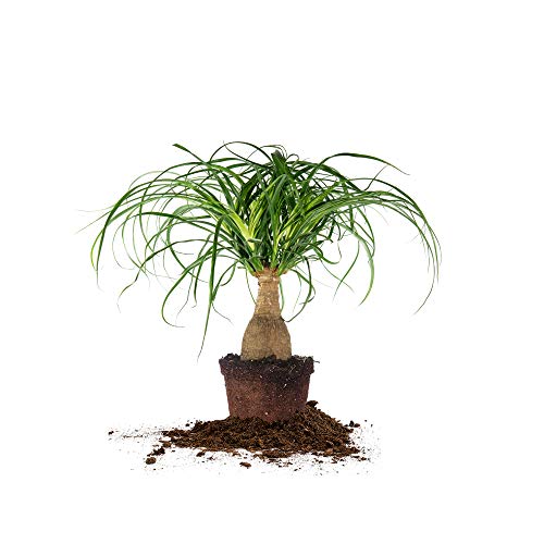 PERFECT PLANTS Ponytail Palm | Beaucarnea Recurvata | 10in Tall | Easy Care Houseplant | Perfect for Bright Light Conditions, 6 in Grower's Pot, | Air Purifying - Easy Care Houseplan