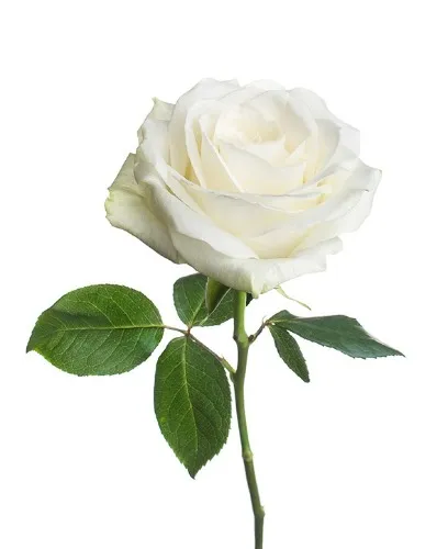 White Rose