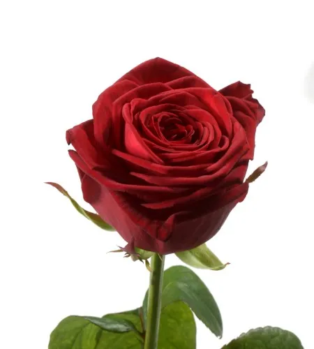 Red Rose