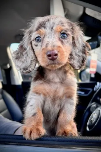 Buy Me A Puppy😍 (Dachshund) 