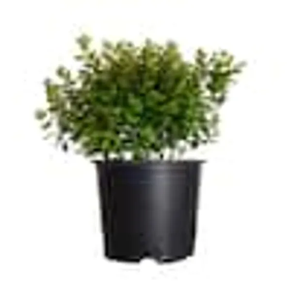 2.5 Gal - Rose Creek Abelia With Petite White Blooms, Live Semi-Evergreen Shrub Plant