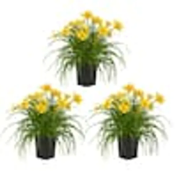 2 QT. Yellow Stella D'oro Daylily Perennial Plant (3-Pack)