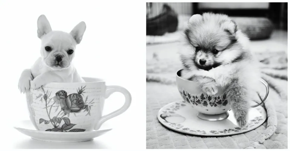 Teacup dog 🐶🥰 need a friend