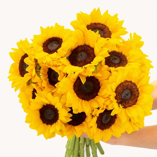 Sunflowers - Best | 15 Stems