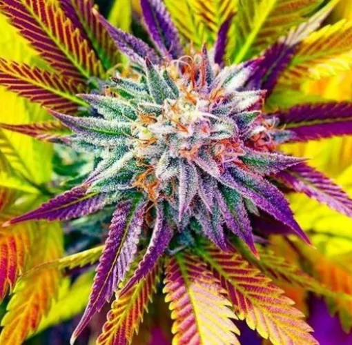 Devil's Lettuce