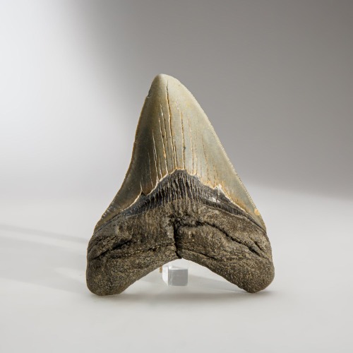Genuine Megalodon Shark Tooth in Display Box (138.1 grams)