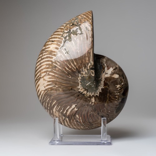 Polished Opalized Ammonite Fossil (8.4 lbs)