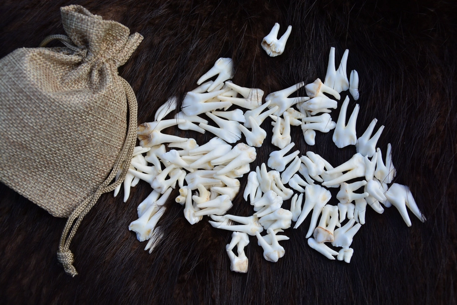 Wild Boar TEETH | Clean and WHITE (Sus scorfa) For crafts decoration witchcraft teeth jewelery present Oddity for you cabinet of curiosity