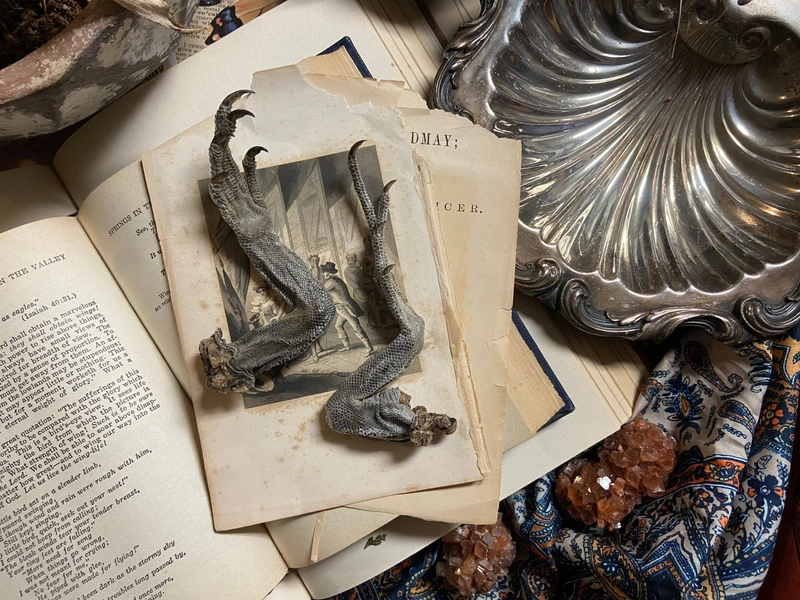 North American Iguana Medium Size Legs | Cured in formaldehyde| Curiosity Cabinet 6 to 9 inches long (from the top of leg to tip of claw) |