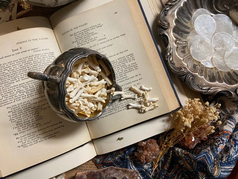 10 Coyote Toe Bones | Curiosity Cabinet | Jewelry Assortment| Real Animal Bones| Curiosity Cabinet | Jewelry Making| Rune Making