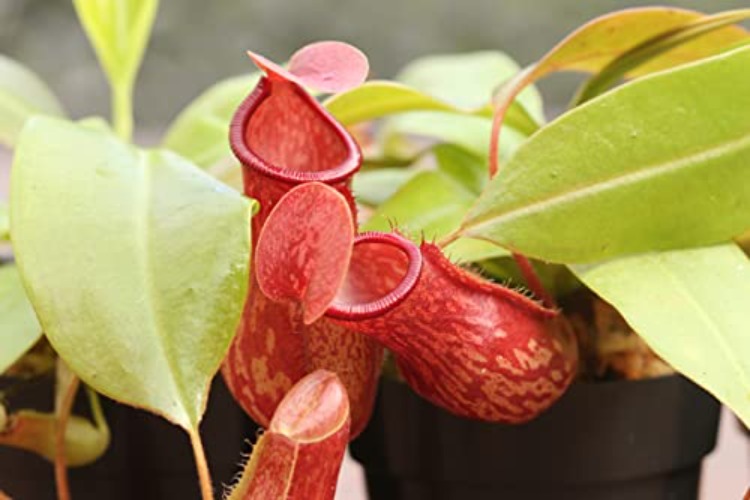 Nepenthes 'St Gaya' Pitcher Plant - Live Carnivorous - Small Beginner Friendly Tropical Pitcher Plant by Savage Gardeners