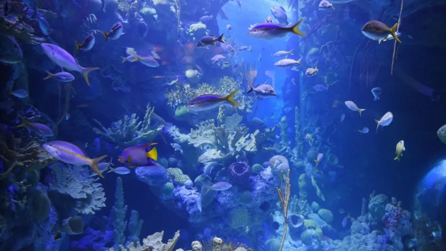 Trip to Aquarium
