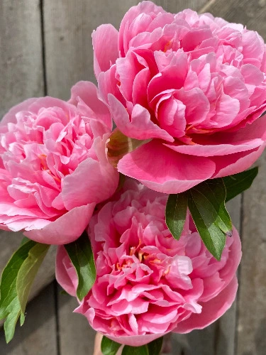 Get your Goblin flowers <3