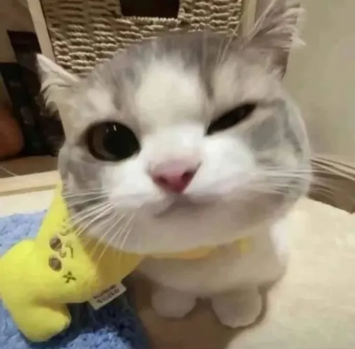 Gift 🙂‍↕️🙂‍↕️