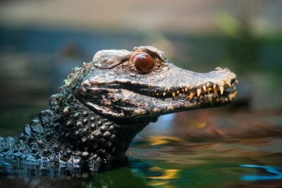 Dwarf Caiman for Sale | Reptiles for Sale