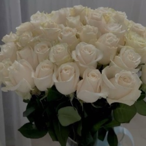 White Roses