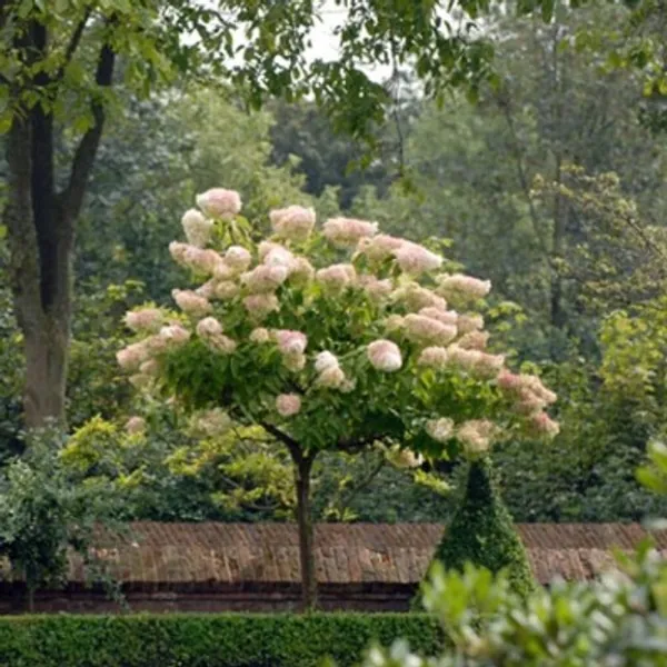 Pluimhortensia op stam 'Vanille-Fraise' kopen? Tuincentrum.nl bezorgt ✓ Snel in huis ✓ Advies voor en na aankoop