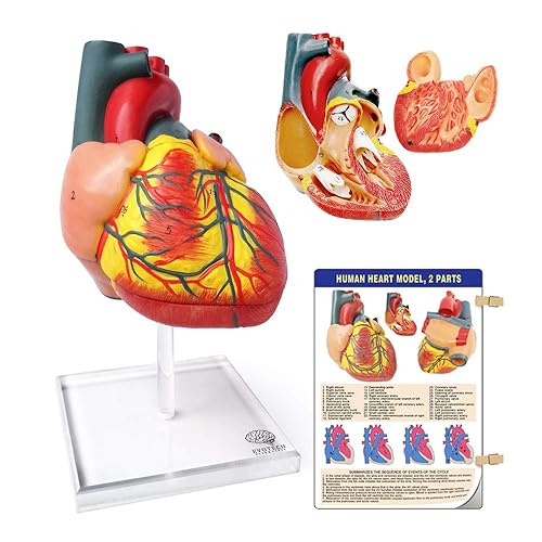 Evotech Scientific Human Heart Model For Anatomy, 2 - Part Heart Models Anatomy Life Size Medical Heart Model (Plexiglass base) - Plexiglass base