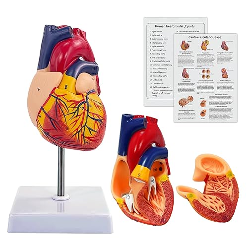 Human Heart Model, 2-Part Life Size Heart Medical Model with 34 Anatomical Marks for Classroom and Cardiology Study - Heart Model