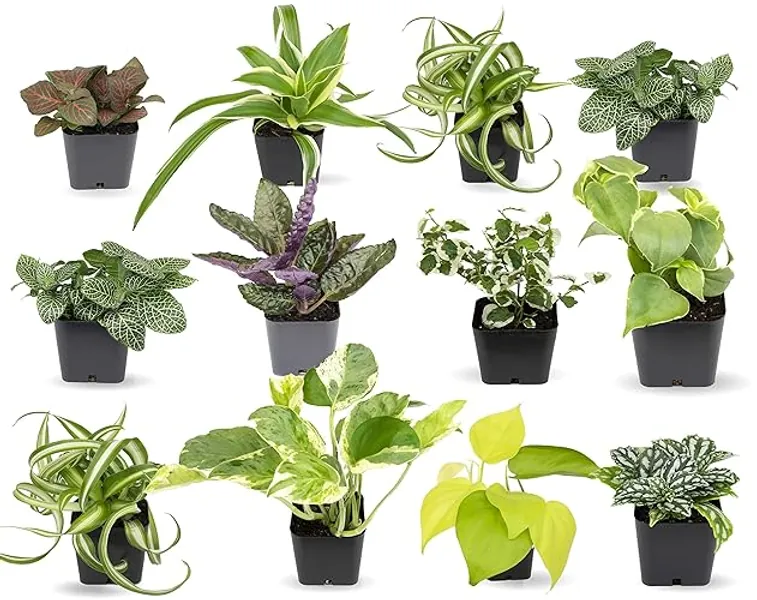 Easy to Grow Houseplants (12 Pack) Live House Plants in Plant Containers, Growers Choice Plant Set in Planters with Potting Soil Mix, Home Décor Planting Kit or Outdoor Garden Gifts by Plants for Pets - 12 Houseplants (2-inch Nursery Pots)