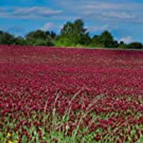 Outsidepride Crimson Clover Legume Seed for Pasture, Hay, Green Manure, Cover Crop, Wildlife Forage, & More - 5 LBS