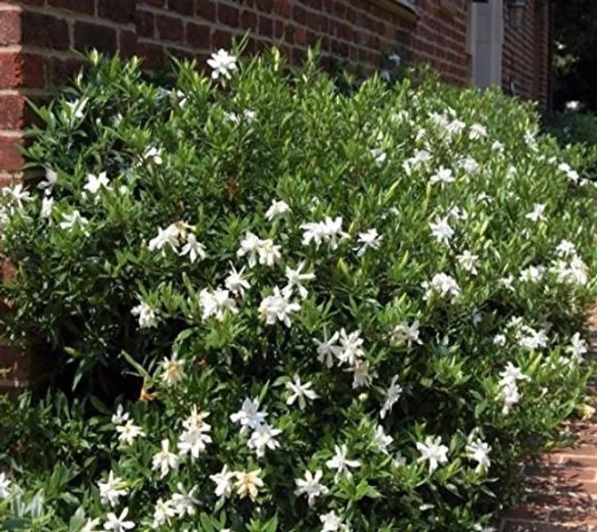 Frost Proof Gardenia ( Cape Jasmine ) - Live Plant - 3 Gallon Pot